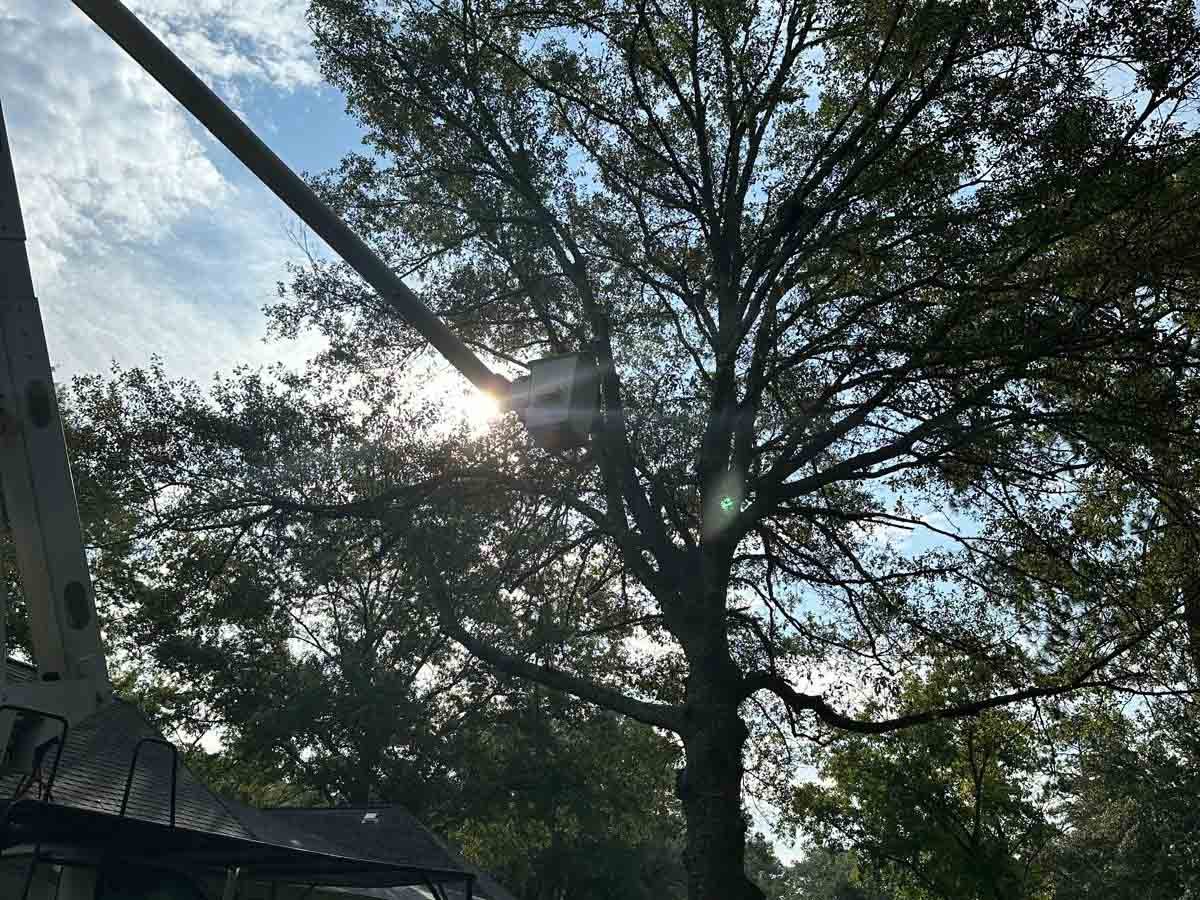 El Costeño Tree Service LLC